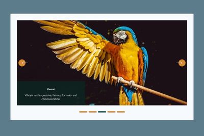 Wildlife Photography