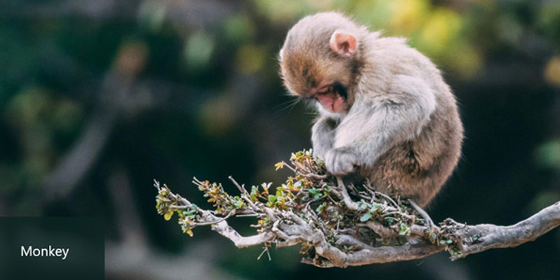 Wildlife