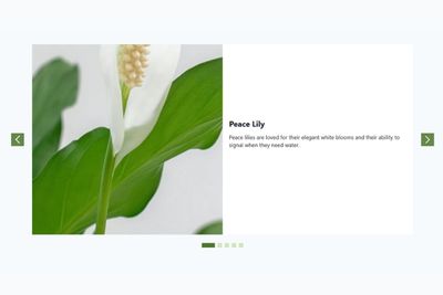 Indoor Plant Selection Guide