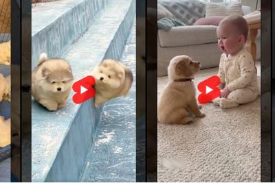 Entertainment YouTube Shorts Feed