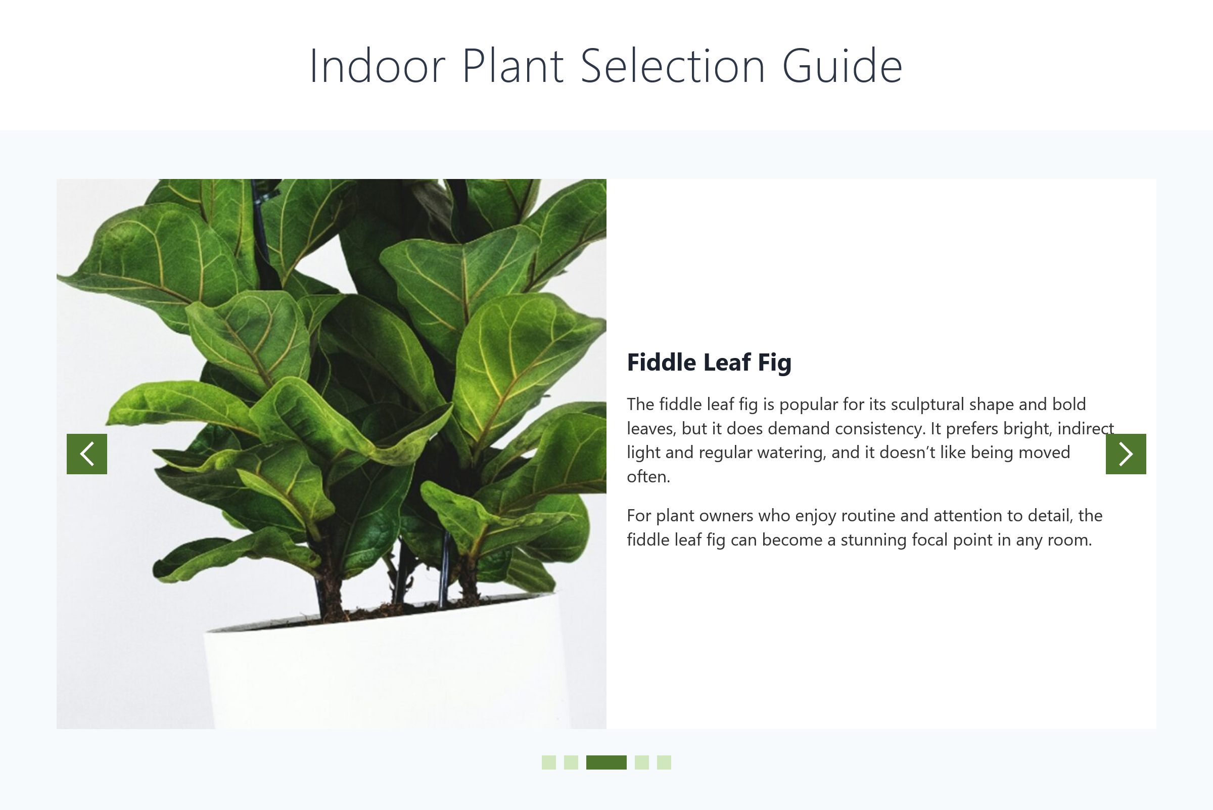 Choosing the Right Indoor Plant for Your Space