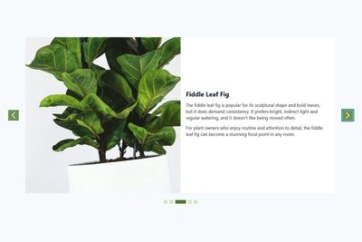 Choosing the Right Indoor Plant for Your Space