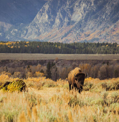 Carousel with Captions