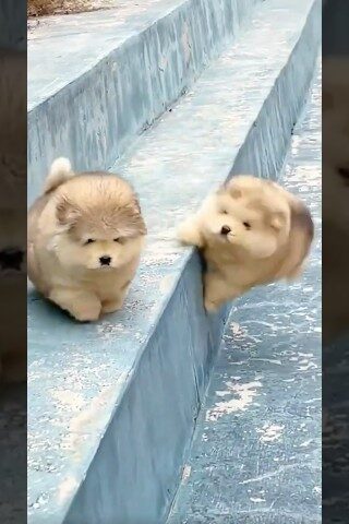 Funny Alaskan Malamute Falling Compilation+Weight Facts🤭💕 #shorts