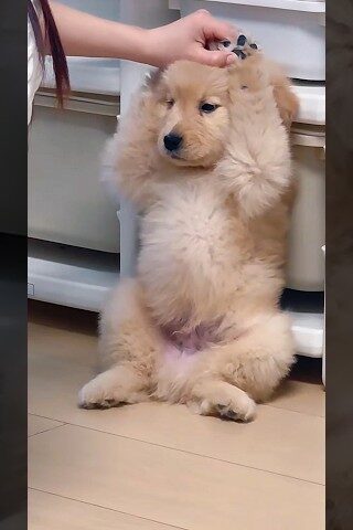 just a golden puppy being a drama king 🐶👑