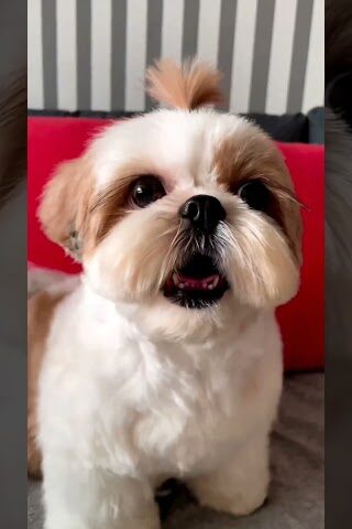 shihtzu Dog Barking| ShihTzu barking #dogs #shihtzupuppies