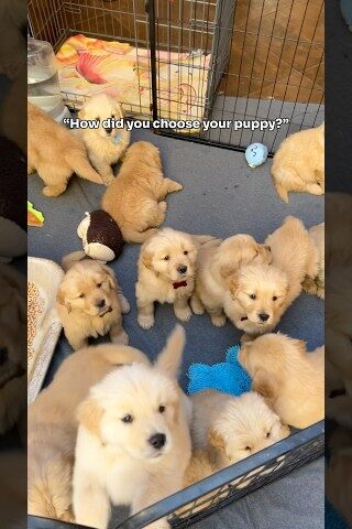 When you know, you know 🥹 #dogshorts #goldenretrieverpuppies #cute #puppylove #loveatfirstsight