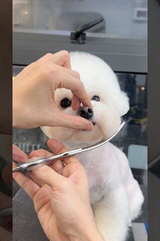 엉킨비숑 짧게 미용해보기✂️ /비숑 숏스포팅 귀툭튀컷